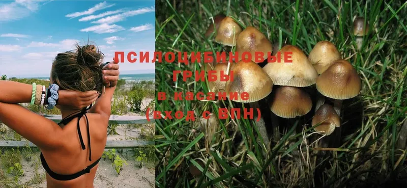 Галлюциногенные грибы Magic Shrooms  Джанкой 